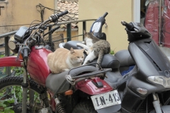 Cats relaxing in Corfu