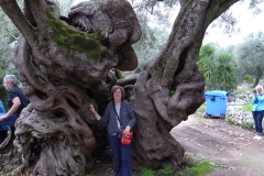 Ancient olive tree, Zaknithos