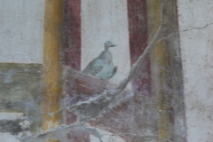 Painted bird, Villa Poppea