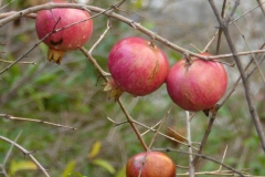 pomegranates