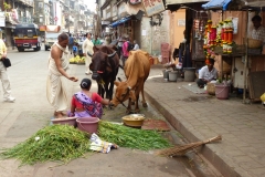 Cows on the street - being fed