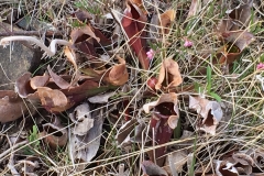 pitcher plant