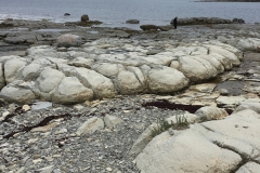 Thrombolites are primitive life forms, bun-shaped, these unicellular critters left a good size trace of their existence in the fossil record.