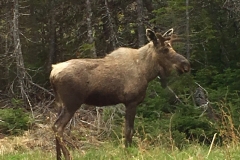 moose poses beside the road