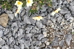 Port au Choix wildflowers