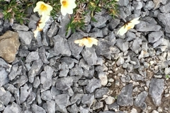 Port au Choix wildflowers