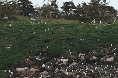 bird cruise, Witless Bay