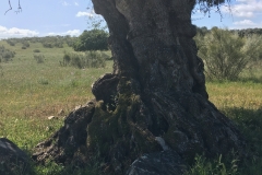 Near Reguengos de Monsarraz