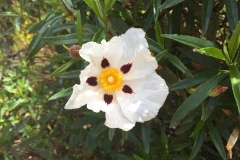 cistus ladanifer (gum rrock rose)