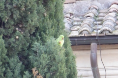 Parrot on Janiculum Hill